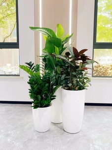 宁波鄞州绿化修剪专业团队，守护城市绿意盎然！